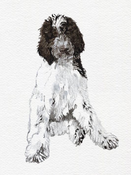 Pet Portrait